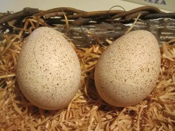 Ovos de galinha-da-angola prontos para incubação.
